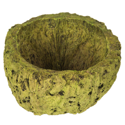 Vickerman 3" Wide Basil Mayan Coconut 10 per Pack Dried