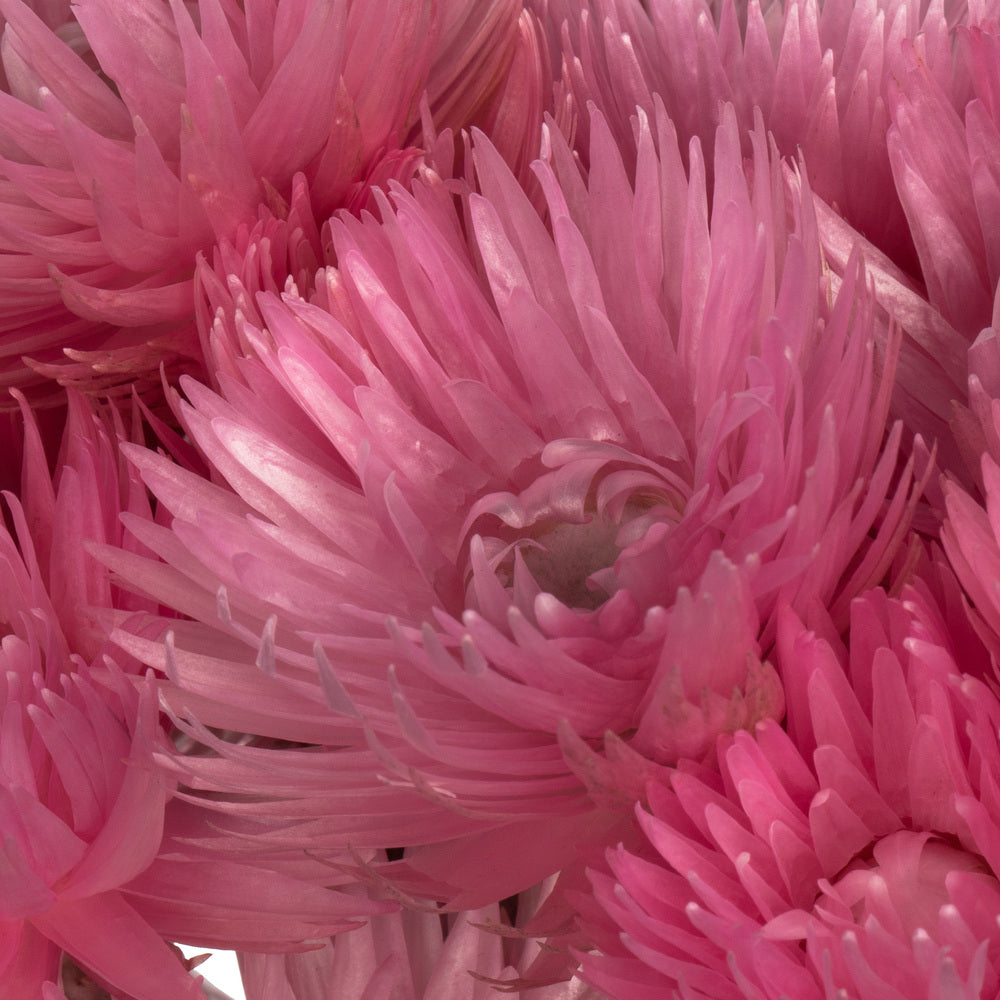 Vickerman 13-14" Light Pink Everlasting Flowers approximately 23 blooms Dried