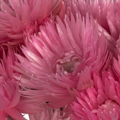 Vickerman 13-14" Light Pink Everlasting Flowers approximately 23 blooms Dried
