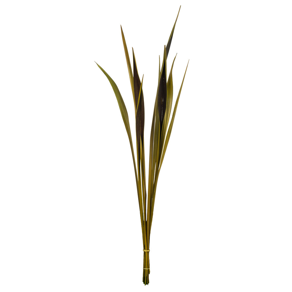 Vickerman 36-40" Basil Bahia Spears. Includes 18 Stems (2 - 9 Stem Bunches) Dried
