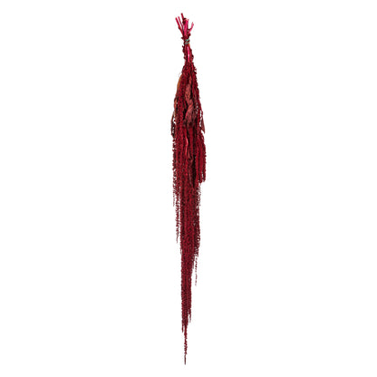 Vickerman 30" Merlot Amaranthus Bundle Preserved