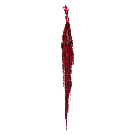Vickerman 30" Merlot Amaranthus Bundle Preserved