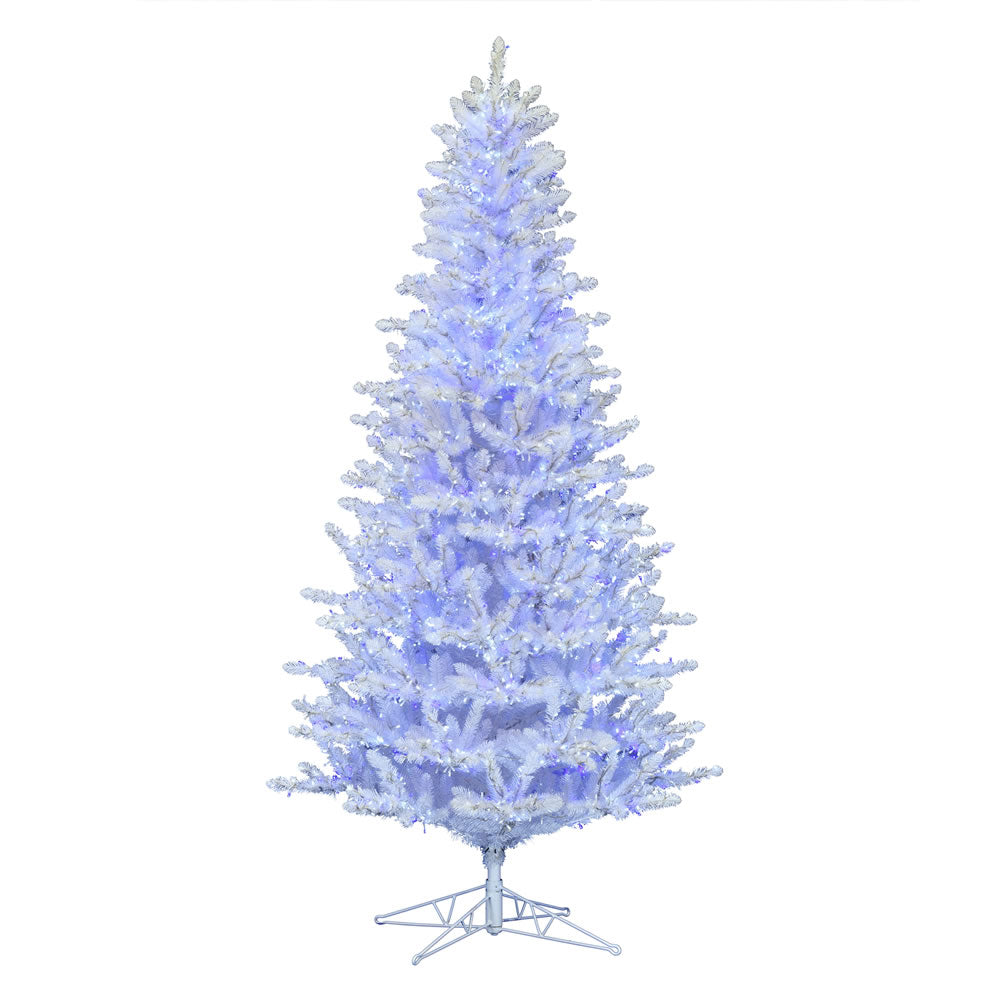 Vickerman 12' x 70" Shiny White Spruce Artificial Christmas Tree Pure White and Blue Low Voltage Wide Angle LED Twinkle Lights