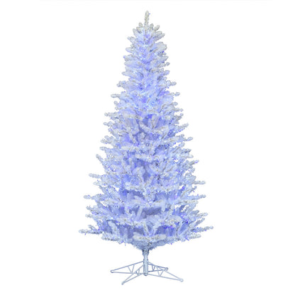 Vickerman 12' x 70" Shiny White Spruce Artificial Christmas Tree Pure White and Blue Low Voltage Wide Angle LED Twinkle Lights