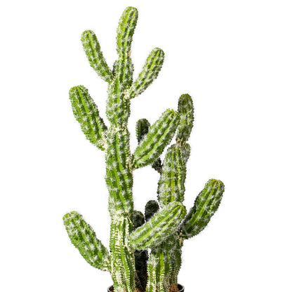 Vickerman 31" Artificial Green Potted Cactus.