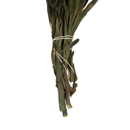 Vickerman 8-20" Aspen Gold Plumosum Female 8 flower heads per bundle Preserved