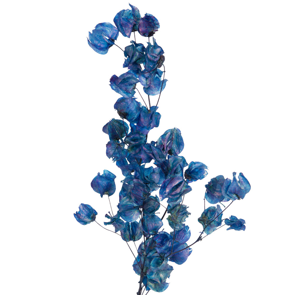Vickerman 13.5-17" Navy Dried Cara Blossom Bundle Preserved.