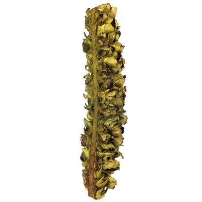 Vickerman 26-28" Basil Giant Seed Pod - Half