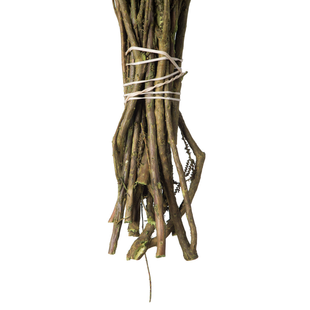Vickerman 14-18" Oasis Green Stoebe Bundle Preserved