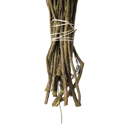 Vickerman 14-18" Oasis Green Stoebe Bundle Preserved