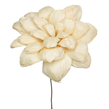 Vickerman Natural Botanicals 6" Bleached Maize Dahlia on 18" wire stem- 6 stem/bag. Dried and preserved.