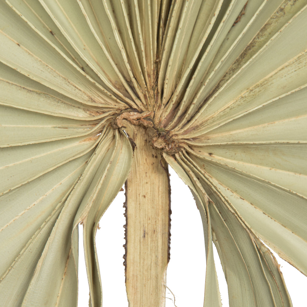 Vickerman Natural Botanicals 32-40" Natural Dried Palm Leaf Uncut- 12 stem/ polybag. Dried and preserved.
