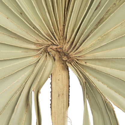 Vickerman Natural Botanicals 32-40" Natural Dried Palm Leaf Uncut- 12 stem/ polybag. Dried and preserved.