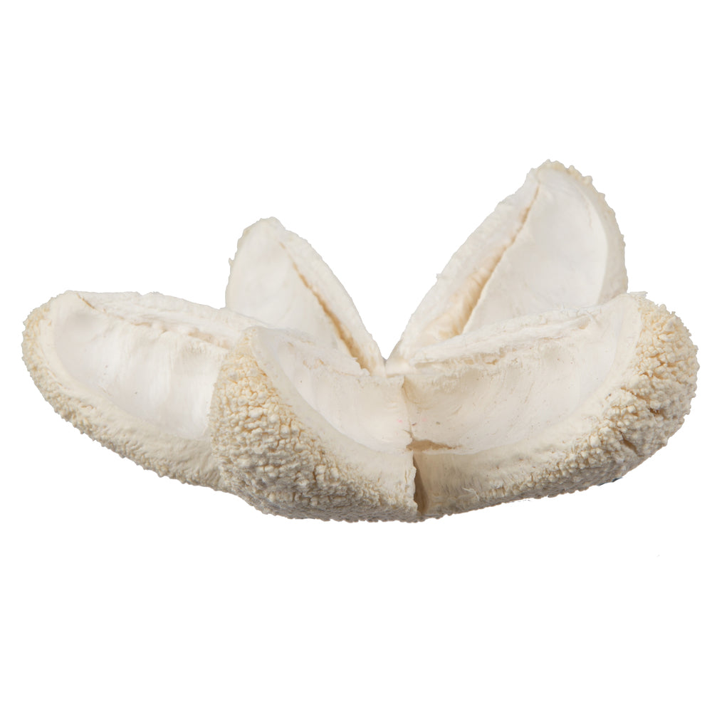 Vickerman Natural Botanicals 2"-3" Bullet Flower Bleached 50 pcs/unit. Includes 50 pieces per unit.
