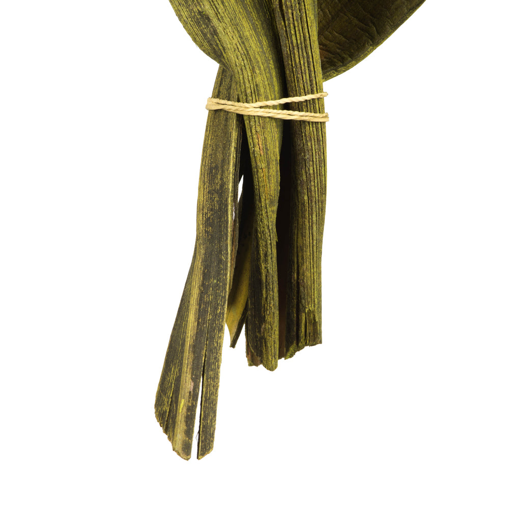 Vickerman 16 - 20" Basil Coco Paddle - Curled 6 Piece Bundle Dried