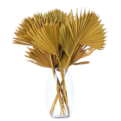 Vickerman Natural Botanicals 13.75 - 19.5" Aspen Gold Dried Palm Sun Spear 12 per bag.
