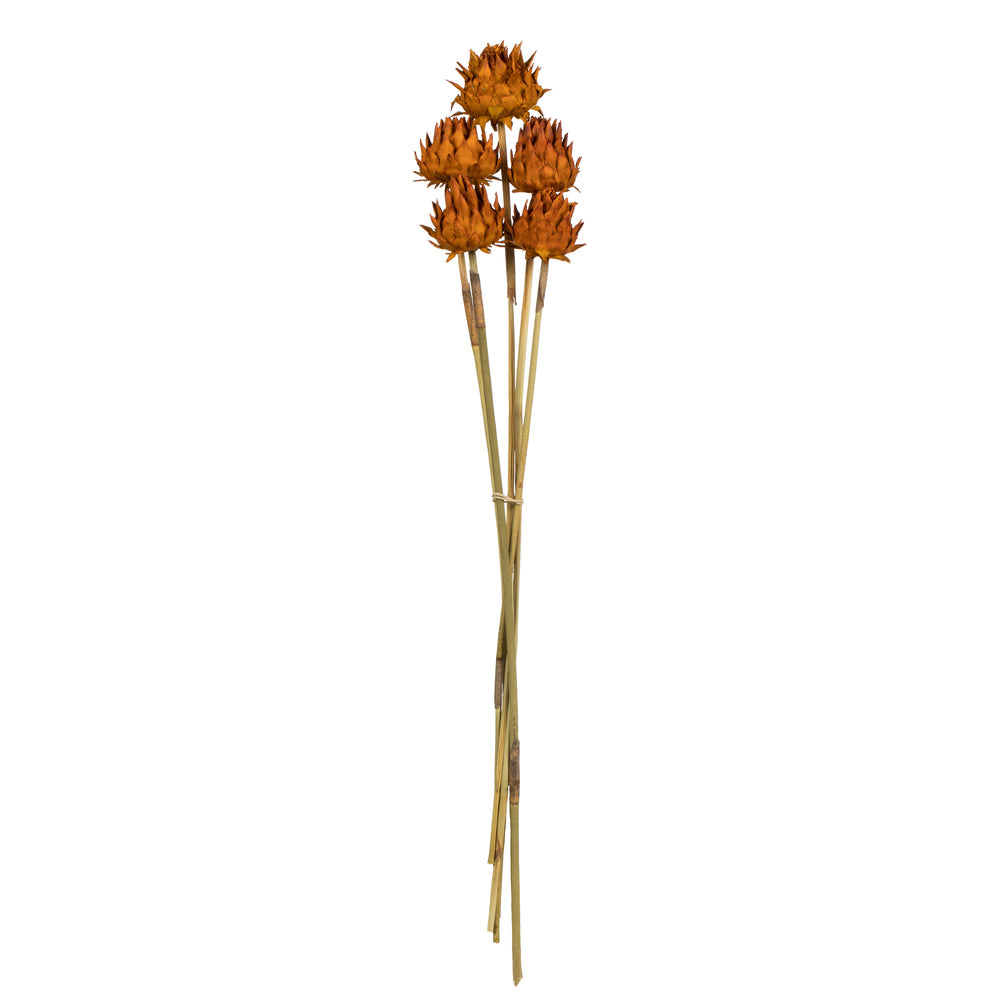Vickerman 15" Aspen Gold Artichoke Head attached to a Reed Stem Dried