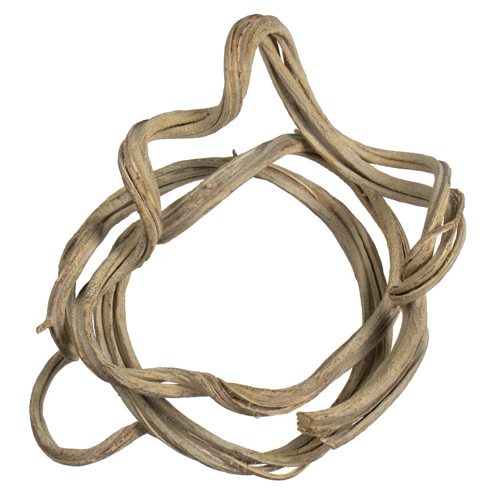 Vickerman 13" Bleached Coiled Vine Dried