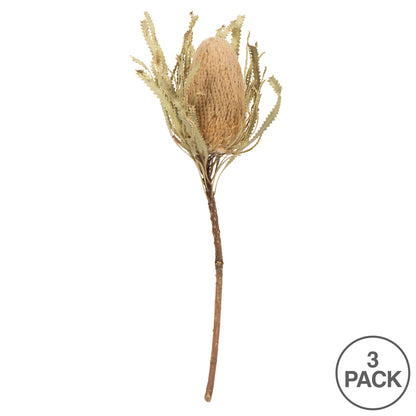 Vickerman 12" Jumbo Natural Banksia Flower with Stem. Includes 3 Stems per Pack. Dried