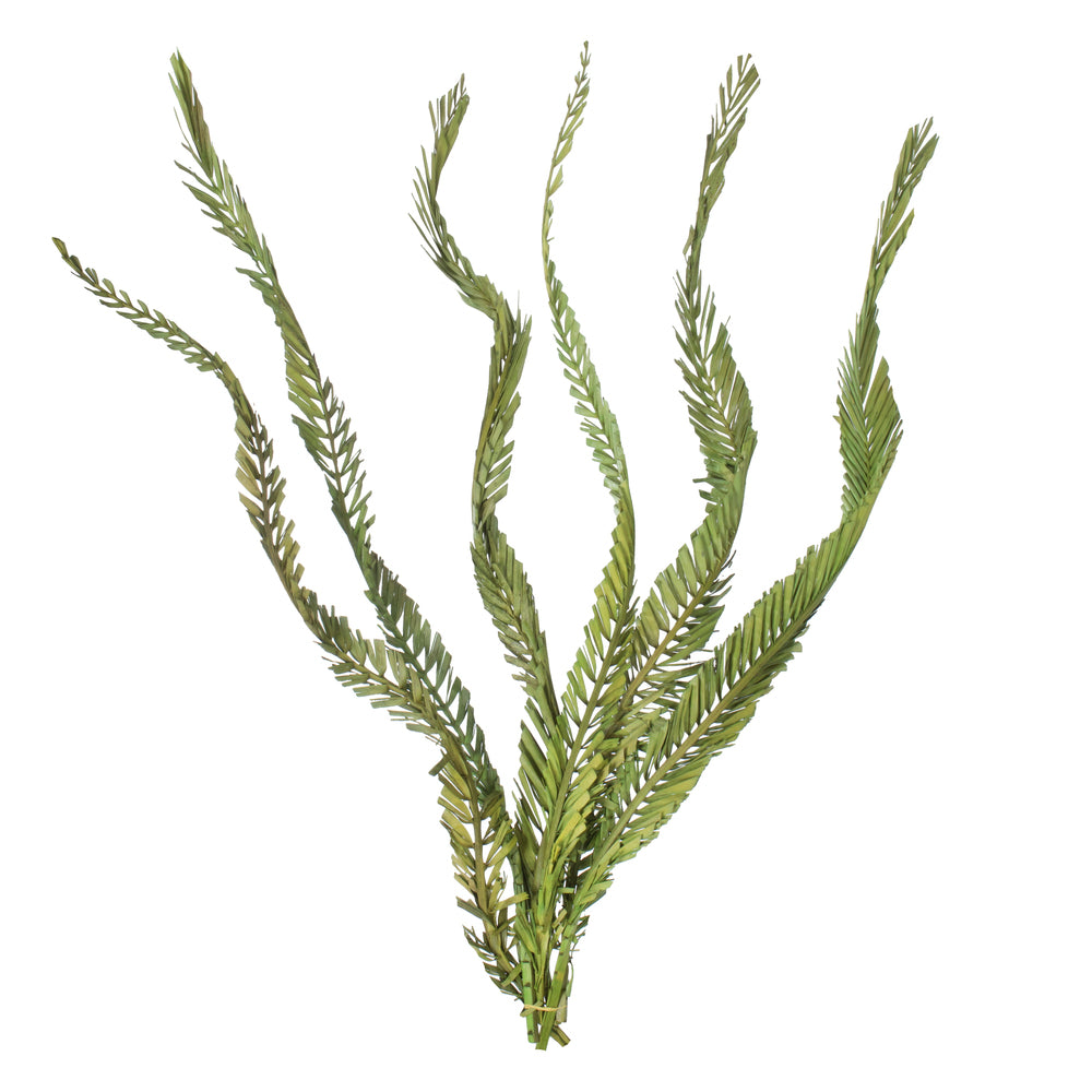 Vickerman 40-48" Foliage Green Coco Palms - Twisted 6 stems Dried