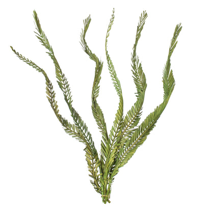 Vickerman 40-48" Foliage Green Coco Palms - Twisted 6 stems Dried