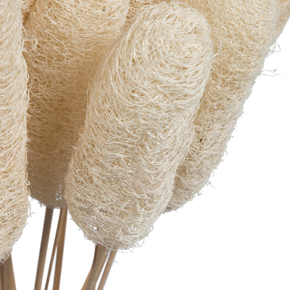 Vickerman Natural Botanicals 20" Luffa on Stem Bleached. Includes 25 Stems per Pack.