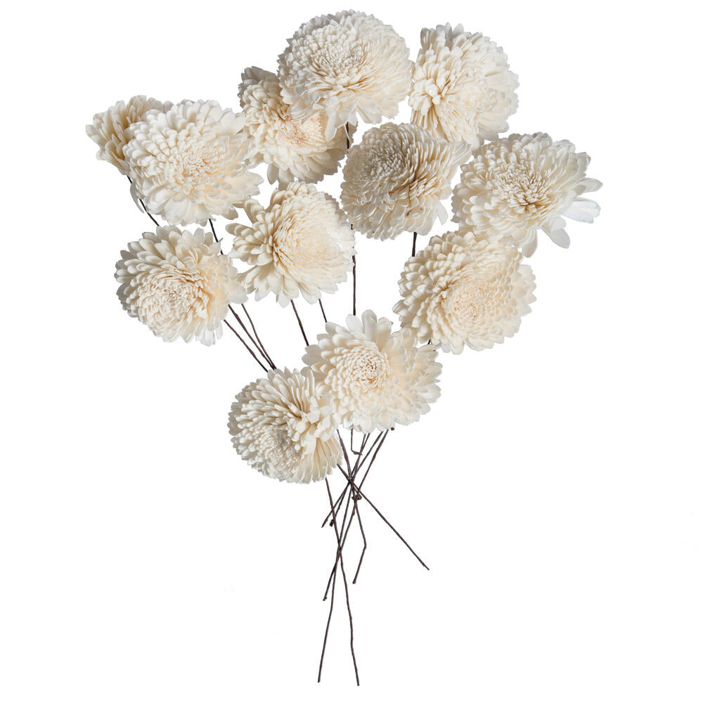 Vickerman Natural Botanicals 4" Natural Dried Zinnia Sola Flower on 12" wire stem- 12 stem/polybag.