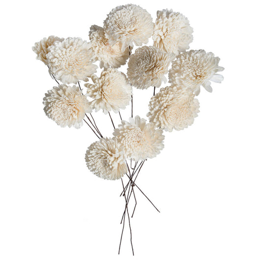 Vickerman Natural Botanicals 4" Natural Dried Zinnia Sola Flower on 12" wire stem- 12 stem/polybag.