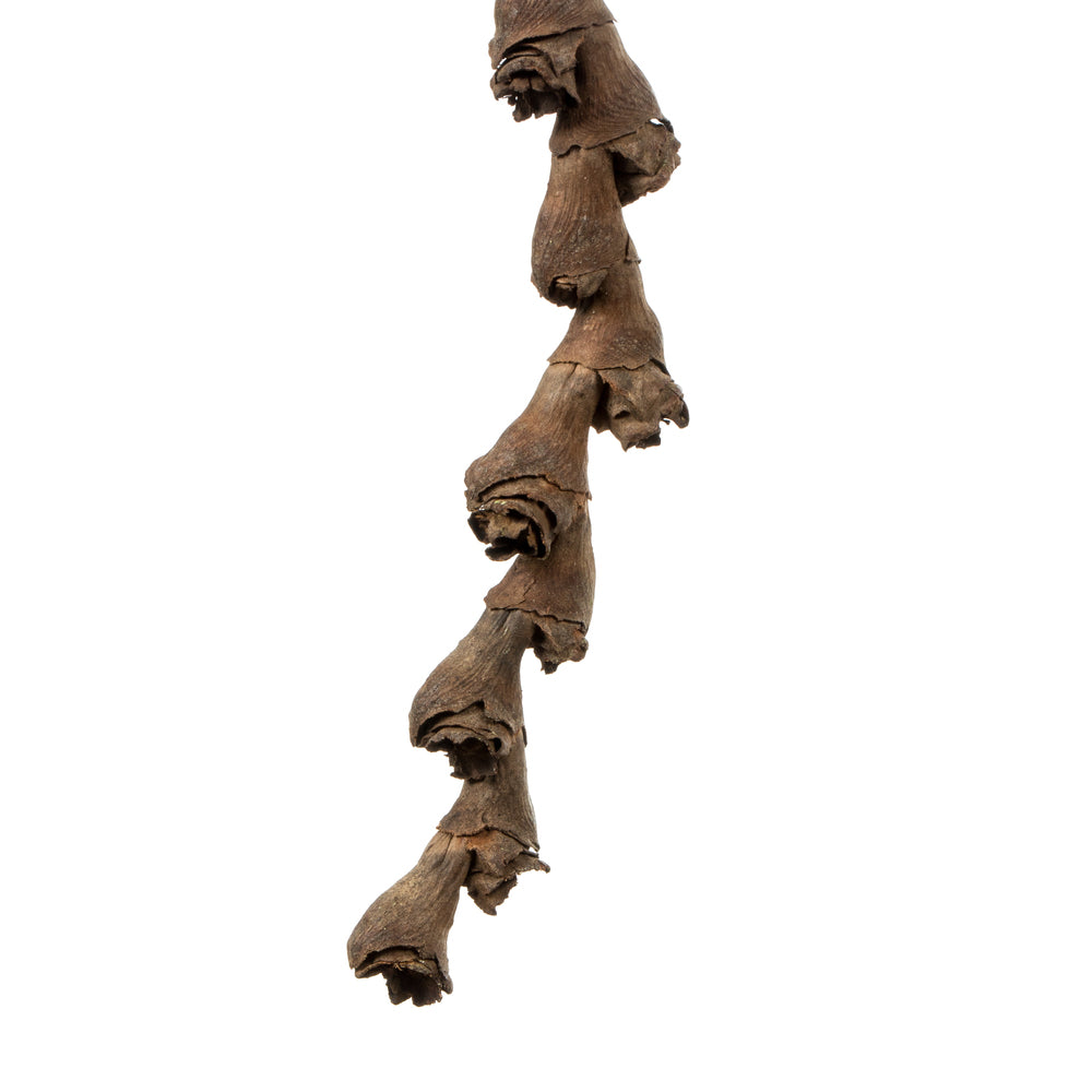 Vickerman 32-36" Ladder Branches Natural. Includes 7 Branches per Pack Dried