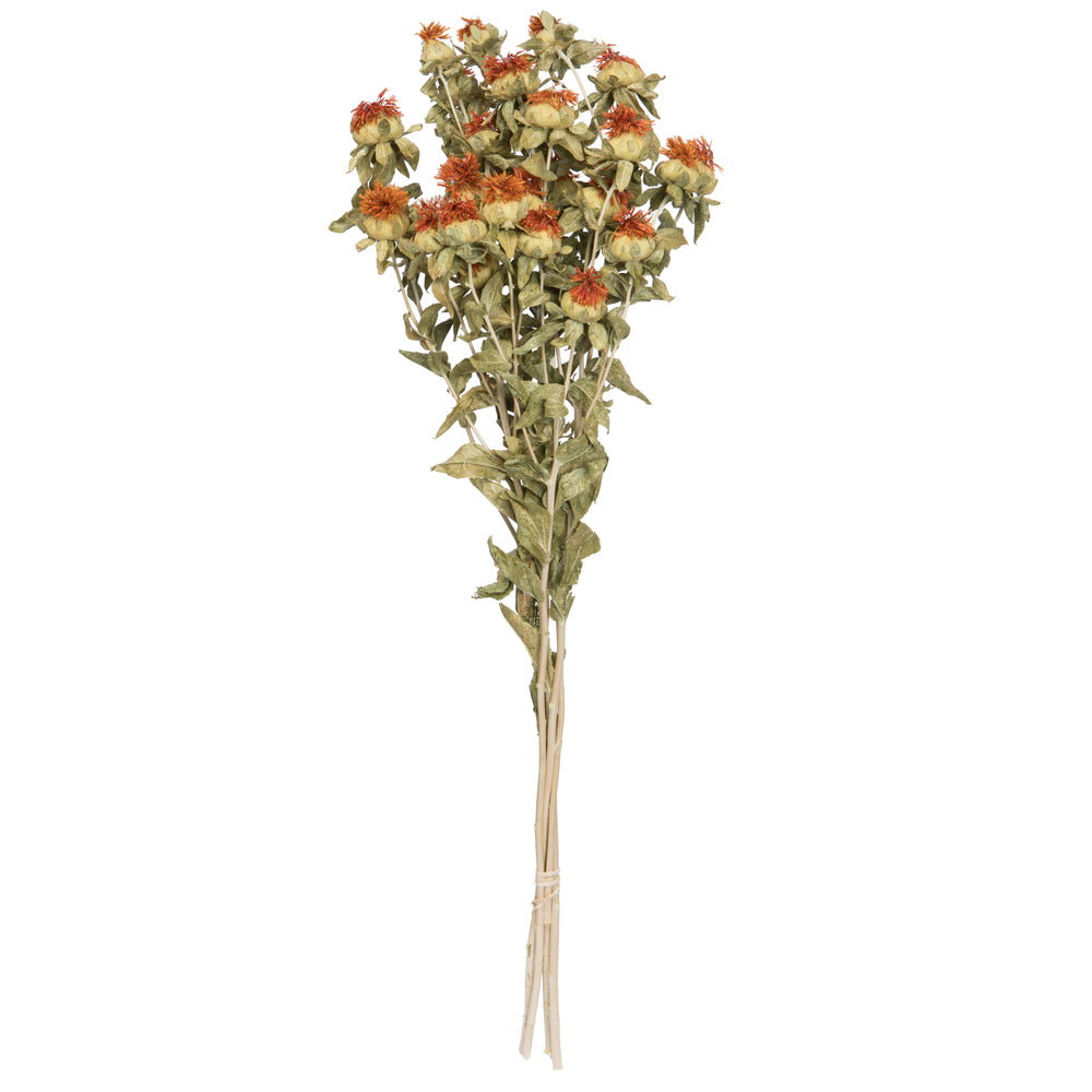 Vickerman Natural Botanicals 22-26" Natural Autumn Dried Safflower 4 oz. Bunch