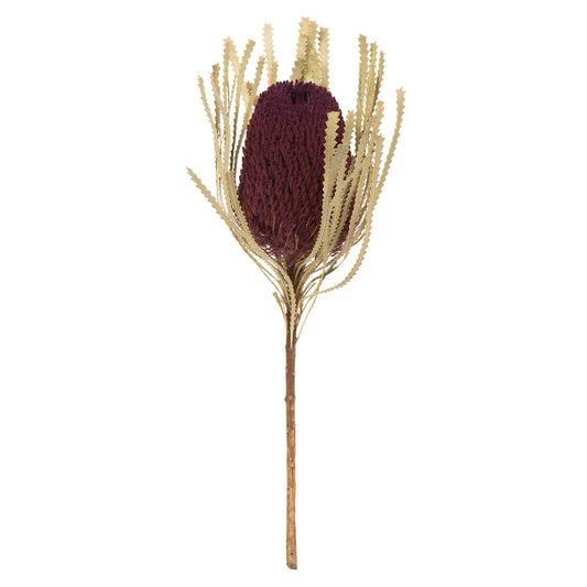Vickerman 12" Jumbo Violet Banksia Flower with Stem. Includes 3 Stems per Pack. Dried
