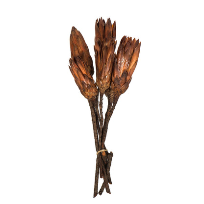 Vickerman 14" Mocha Latte Repens on a Natural Stem. Includes 6 Stems per Bundle Dried