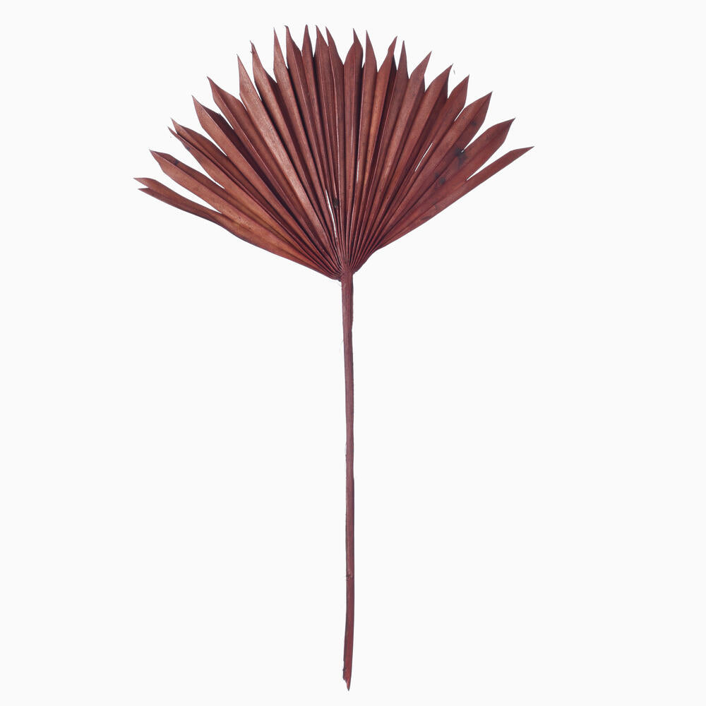 Vickerman Natural Botanicals 13.75 - 19.5" Chocolate Dried Palm Sun Spear 12 per bag.