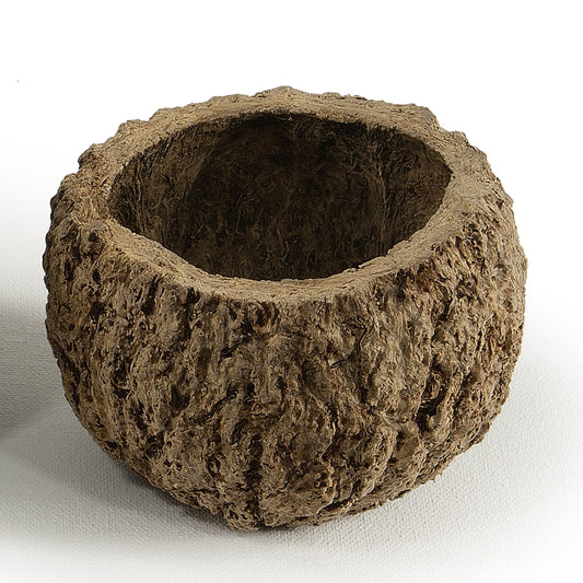 Vickerman 3" Wide Natural Mayan Coconut 10 per Pack Dried