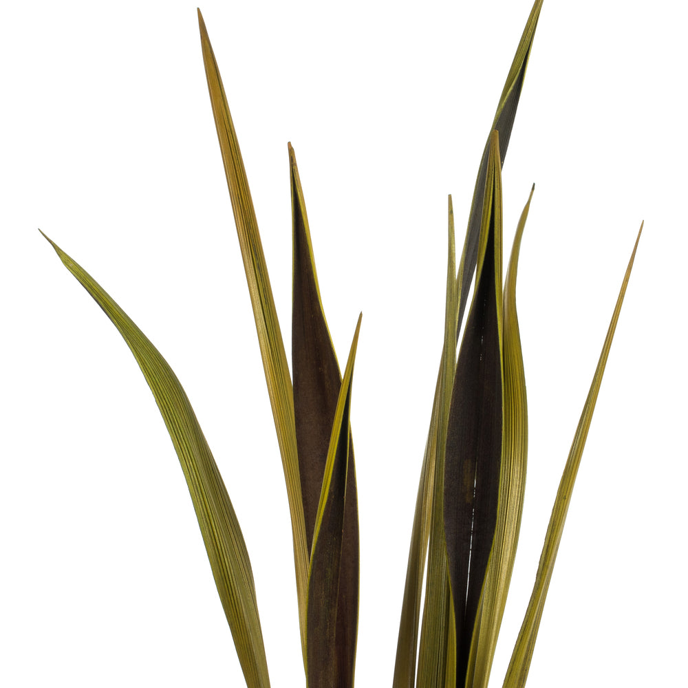 Vickerman 36-40" Basil Bahia Spears. Includes 18 Stems (2 - 9 Stem Bunches) Dried