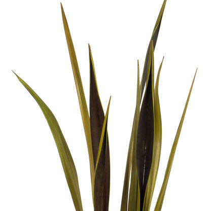 Vickerman 36-40" Basil Bahia Spears. Includes 18 Stems (2 - 9 Stem Bunches) Dried