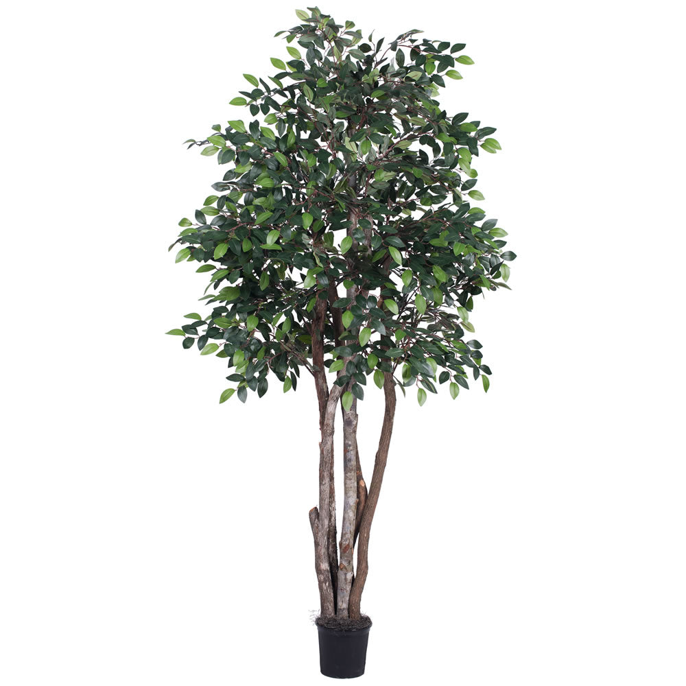 Vickerman 6' Artificial Mini Ficus Executive Black Plastic Pot