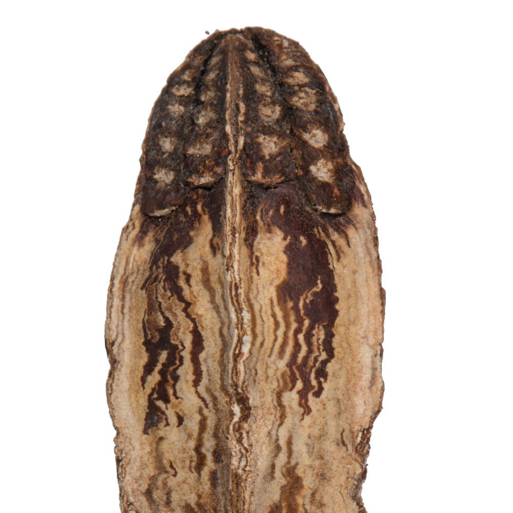 Vickerman Natural Botanicals 2.8" Mahogany Pods Natural. Includes 100 pieces per unit
