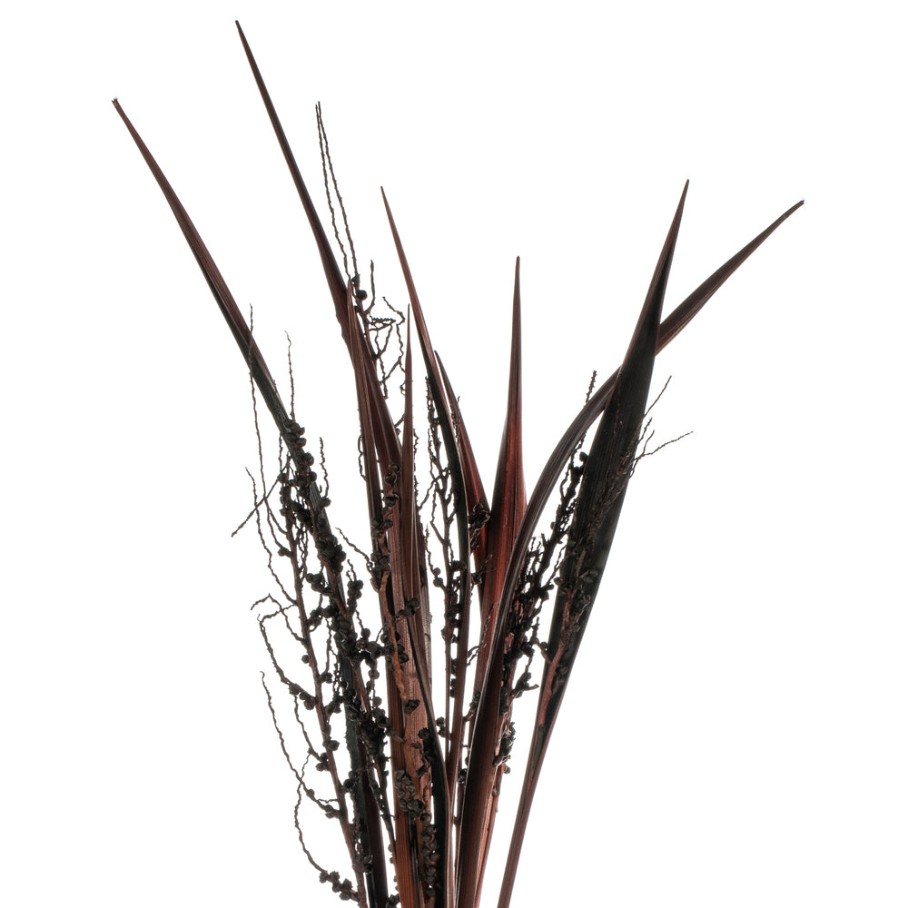 Vickerman 36" Dark Brown Bahia Spears Seeded 9 stems Dried