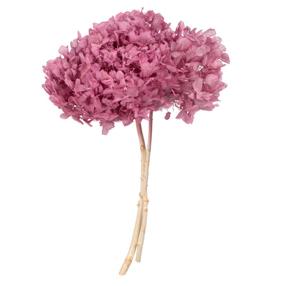 Vickerman 15" Brombeer Hydrangea with Multiple Branch Segments Preserved