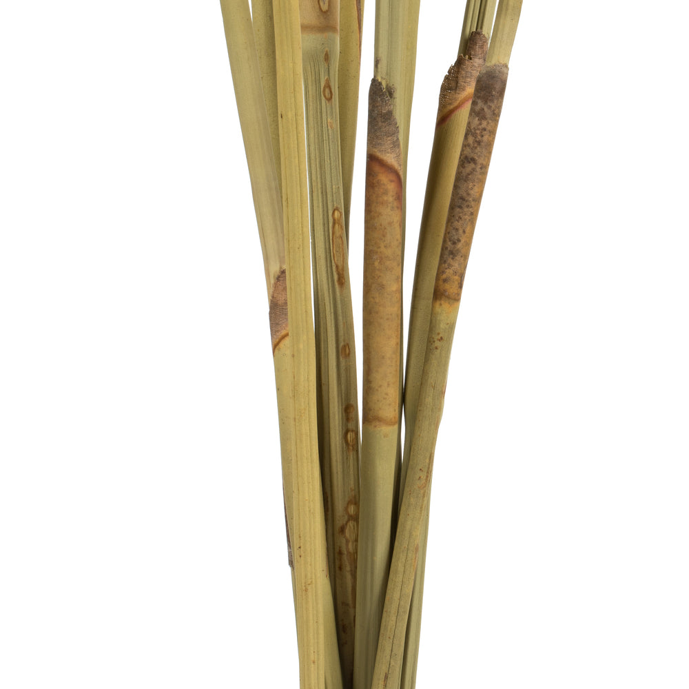 Vickerman 18-24" Frosted white Platy Cone on Reed Stem 10 stems Dried