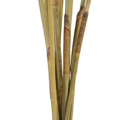 Vickerman 18-24" Frosted white Platy Cone on Reed Stem 10 stems Dried