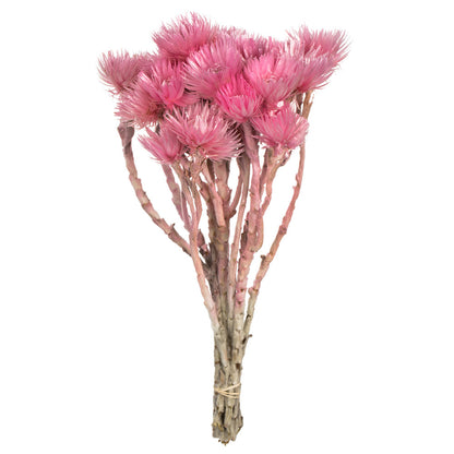 Vickerman 13-14" Light Pink Everlasting Flowers approximately 23 blooms Dried