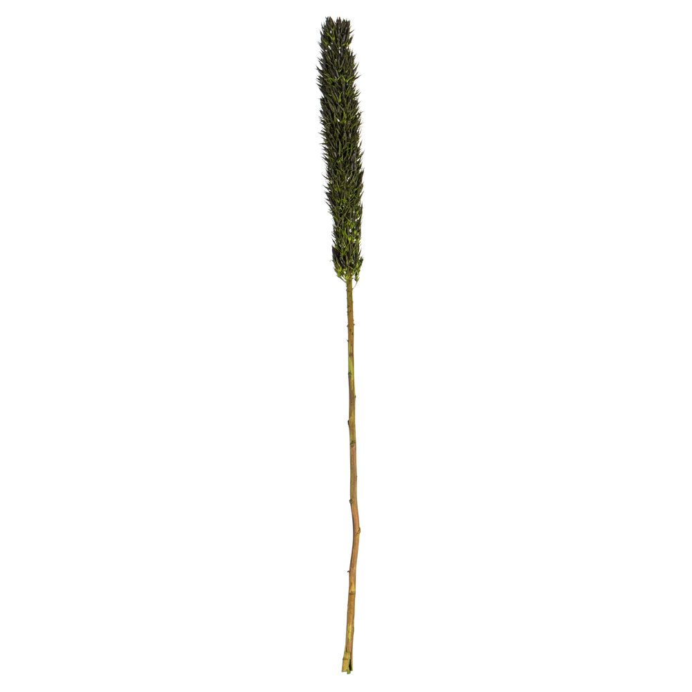 Vickerman 42-46" Basil Cierus Stem. Includes 3 Stems per Pack Dried