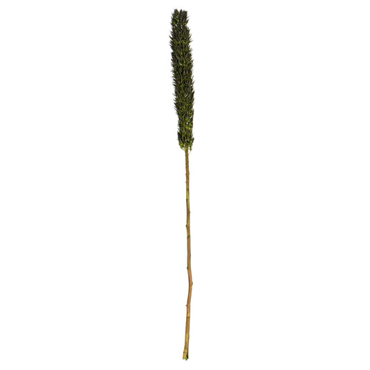 Vickerman 42-46" Basil Cierus Stem. Includes 3 Stems per Pack Dried