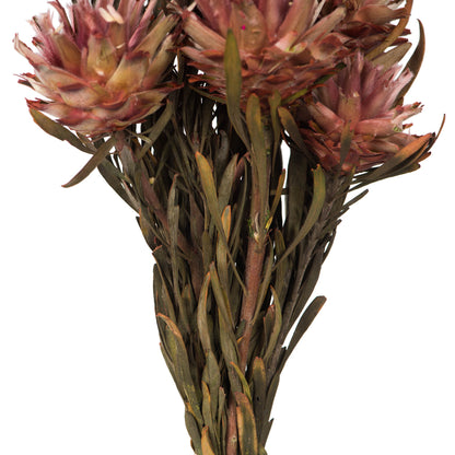 Vickerman 8-20" Erica Pink Plumosum Female 8 flower heads per bundle Preserved
