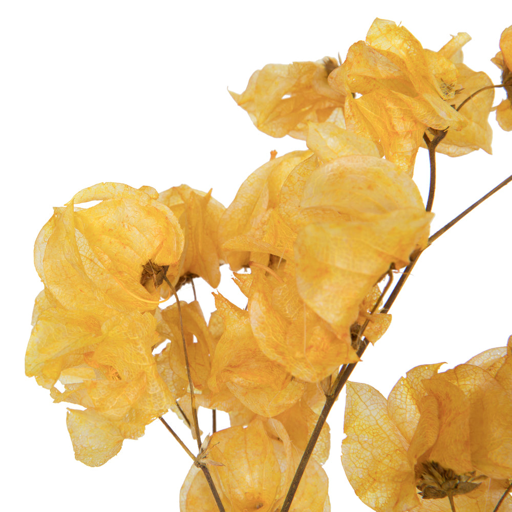 Vickerman 13.5-17" Aspen Gold Dried Cara Blossom Bundle Preserved.