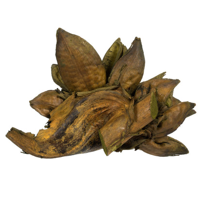Vickerman 6" Basil Star Pod 1 piece Dried