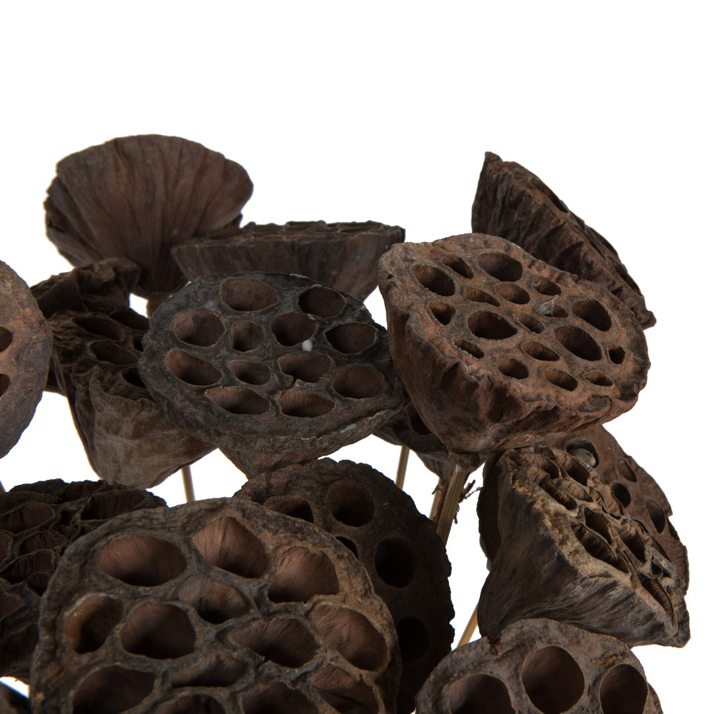 Vickerman Natural Botanicals 20" Lotus Pod Medium on Stem. Includes 50 pieces per Pack.