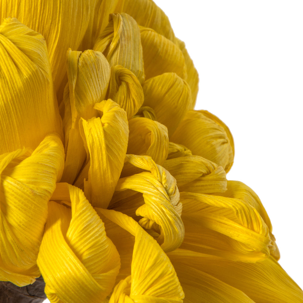 Vickerman Natural Botanicals 6" Yellow Maize Dahlia on 18" wire stem- 6 stem/bag. Peserved.